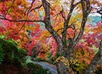 讃岐路に秋が到来！秋の彩りを楽しめる紅葉狩りスポットをご紹介