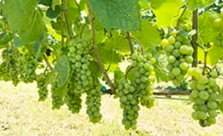 Photo of Grapes