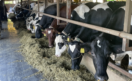 Photo of cow pen